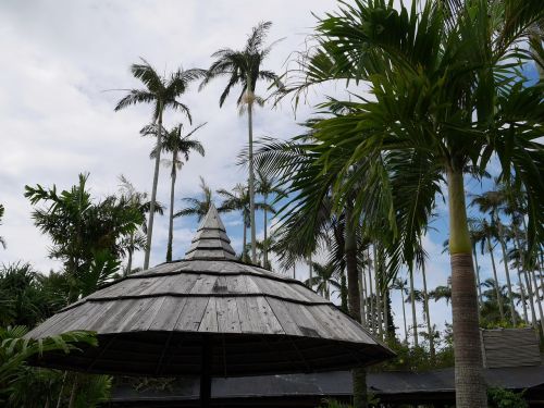 botanical garden palm arbor