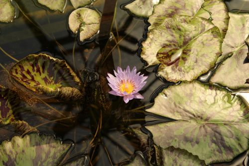 botanical garden augsburg water lily pond