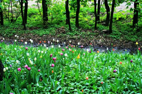 Botanical Gardens, Moscow