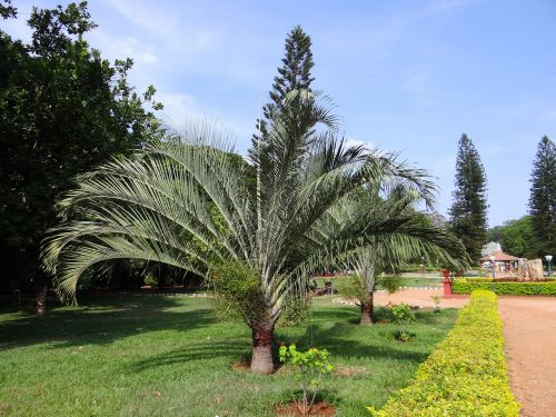 botanical palm garden trees