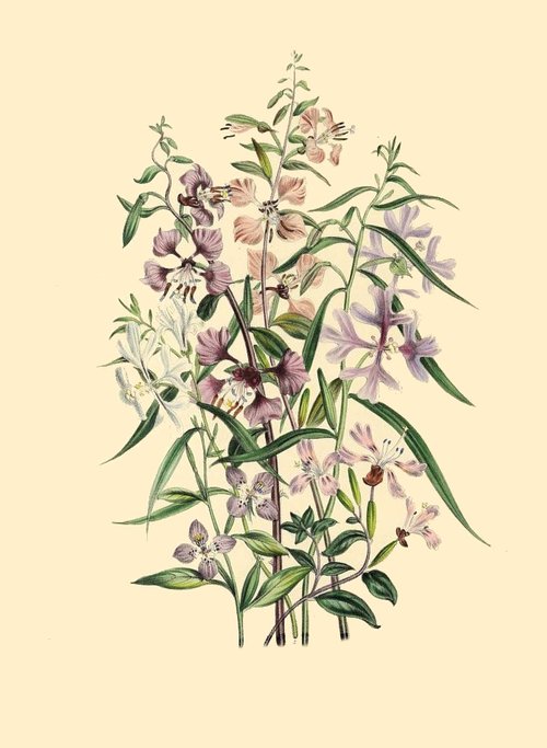 botanical print  antique  natural