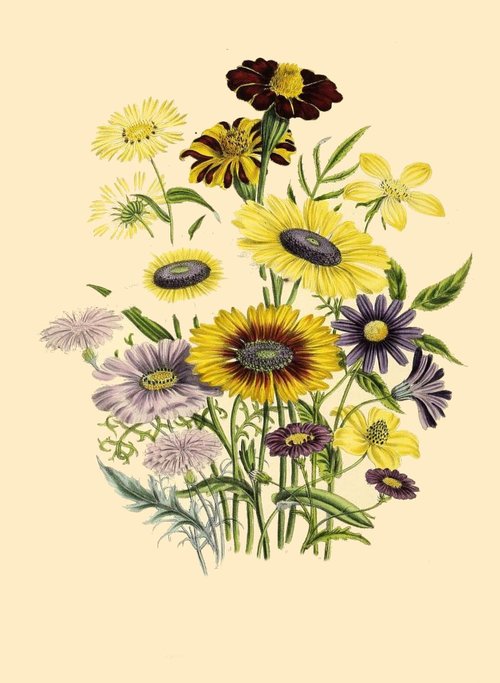 botanical print  antique  flora