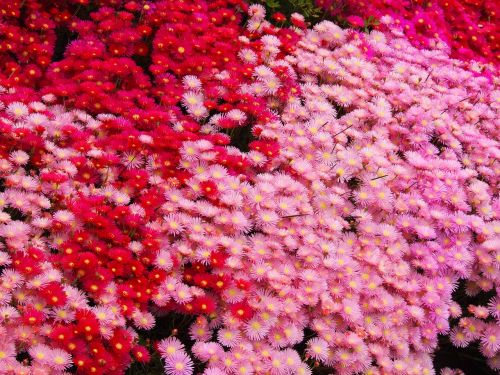 matsubagiku flowers red