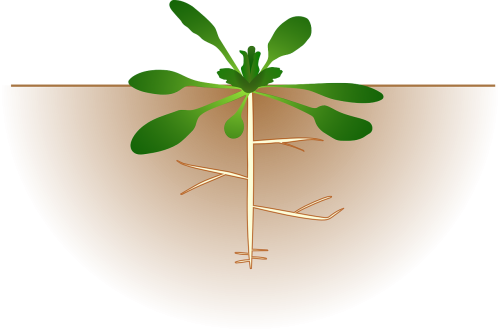 botany plant roots