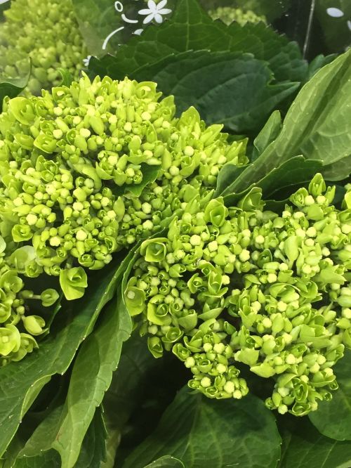 botany hydrangea flower