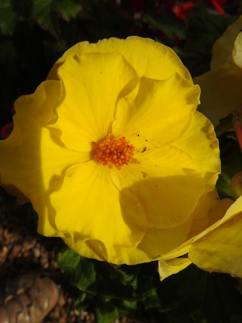 botany yellow flower plants flowering