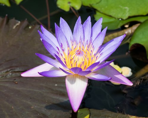 botany  water flower  flower