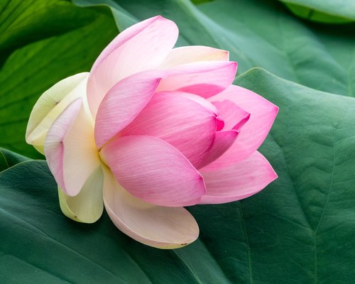 botany  lotus  flower