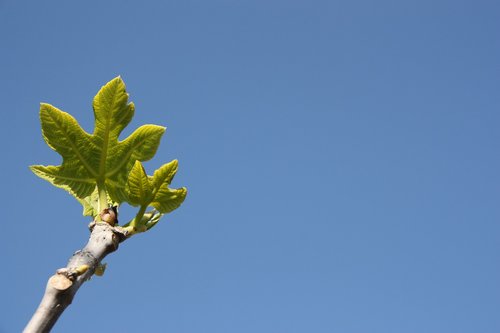 botany  nature  fig tree