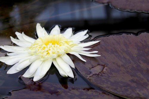 botany  flower  pond