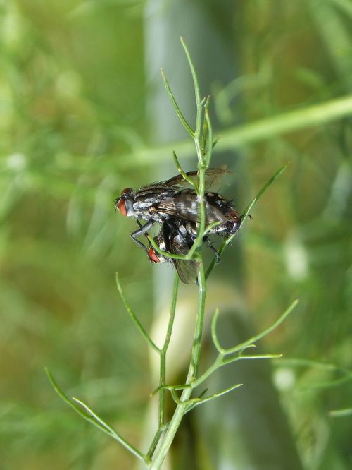 botfly copulation insects mating