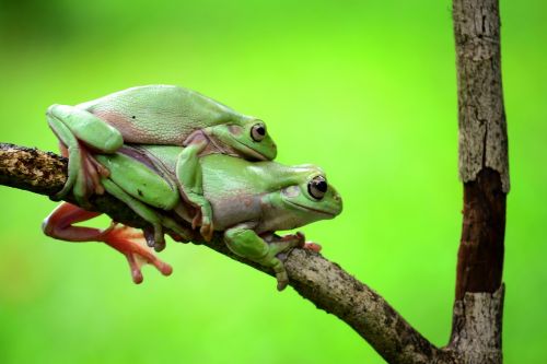 both frog green