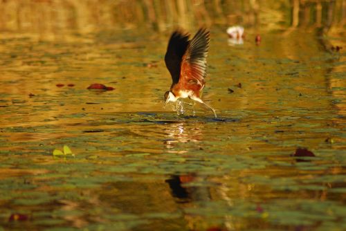 botswana bird africa