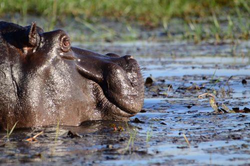 hippopotamus hippo mammal