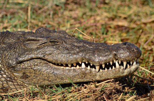 crocodile botswana chobe