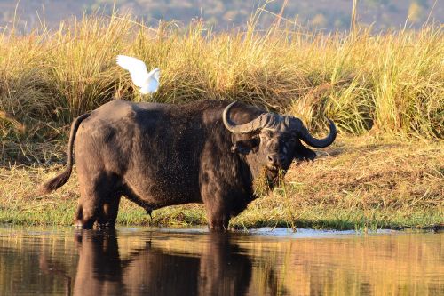 water buffalo buffalo animals