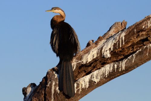 botswana chobe darter