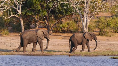 botswana chobe elephant