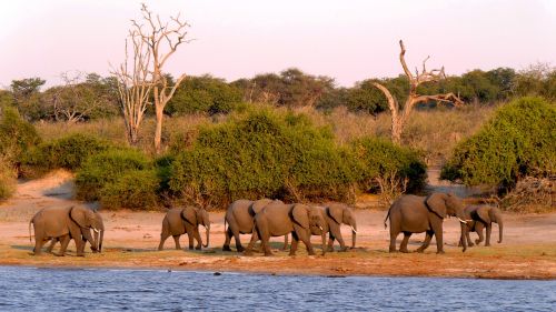 botswana chobe elephant