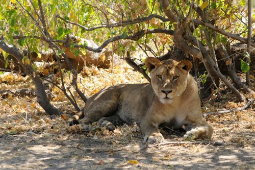 lion botswana chobe