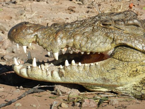 botswana crocodile chobe