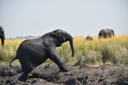 botswana elephant baby