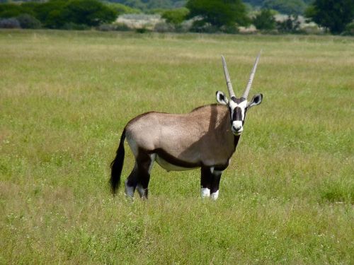 botswana antelope safari