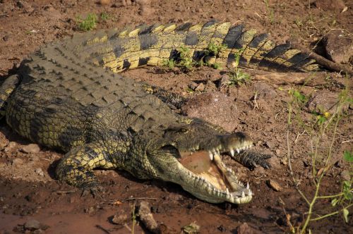 botswana crocodile the chobe river