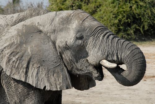 botswana elephant chobe