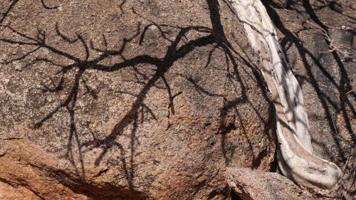 botswana tree rock