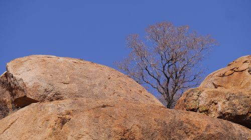 botswana rock tree