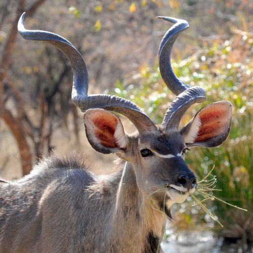 botswana wild animal khudu