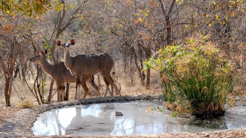 botswana wild animal khudu