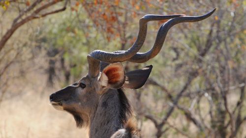 botswana khudu wild animal