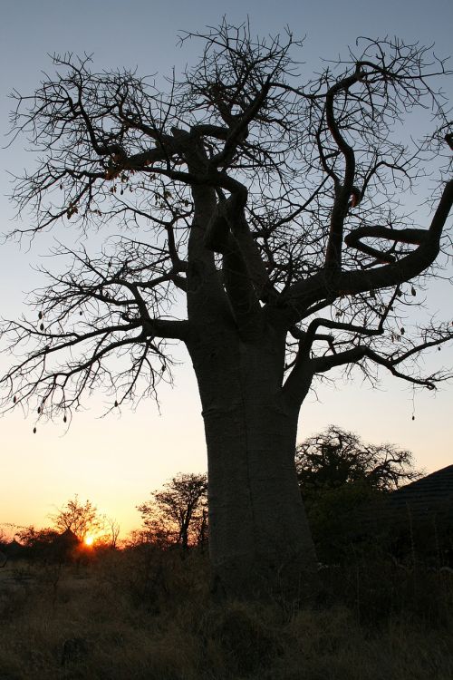 botswana baobab sunset