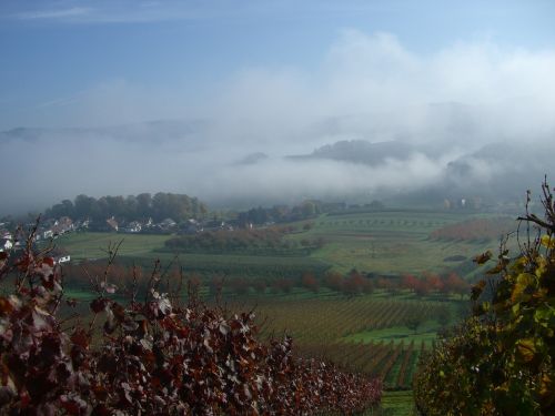 bottenau vineyard autumn