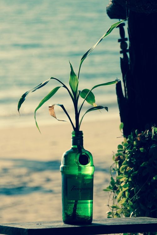 bottle vase plant