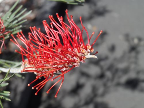 bottle-brush flora flower