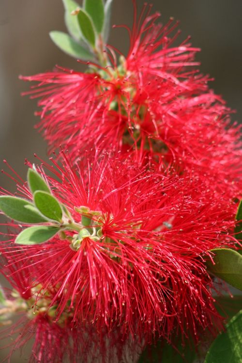 bottle brush plant bloom