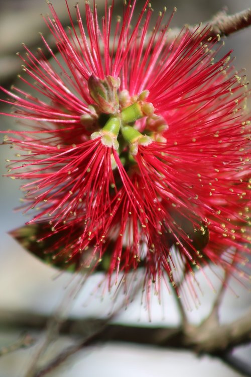 bottle brush  flora  flower