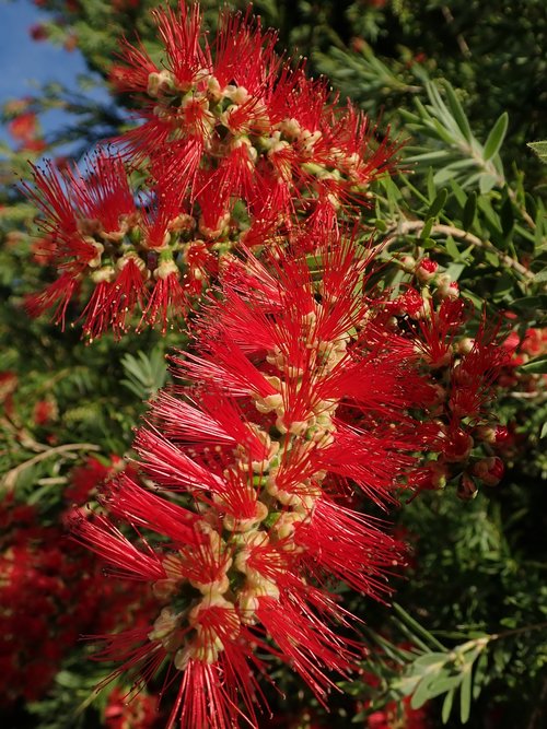 bottle brush  flower  tree