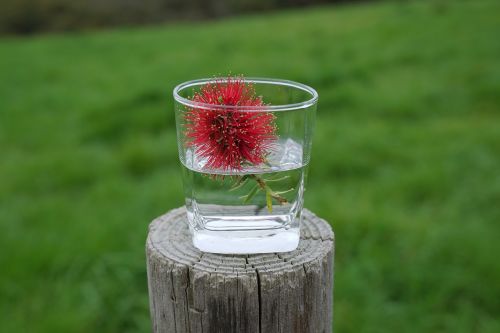 bottle brush flowers in a cup informal
