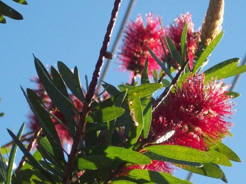 Bottle Brush Tree In Flower