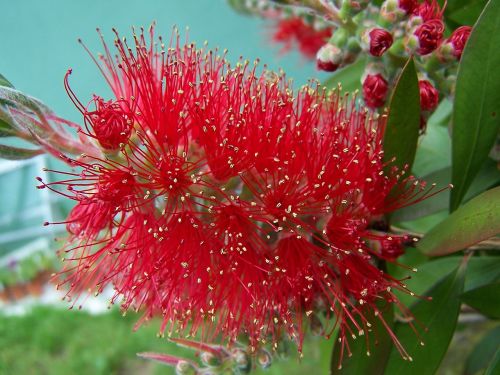 bottlebrush tree plant