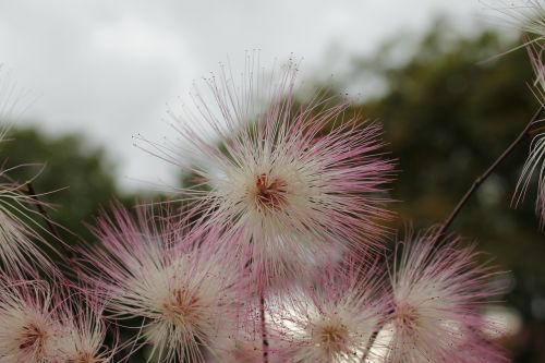 bottlebrush flower plant