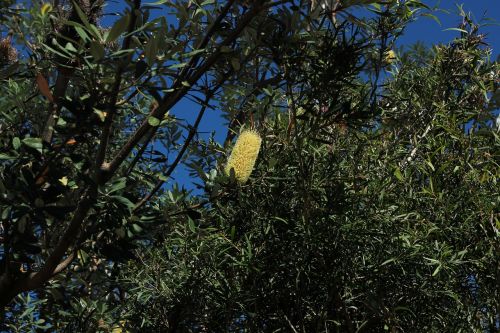 bottlebrush tree nature