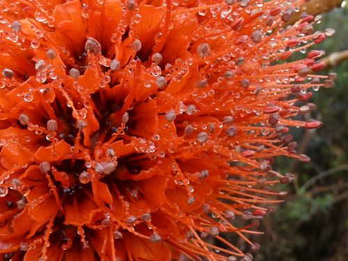 bottlebrush flower flora