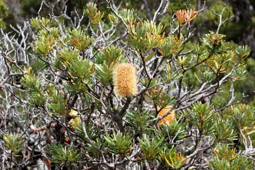 bottlebrush tree bush