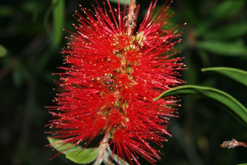 Bottlebrush Flower