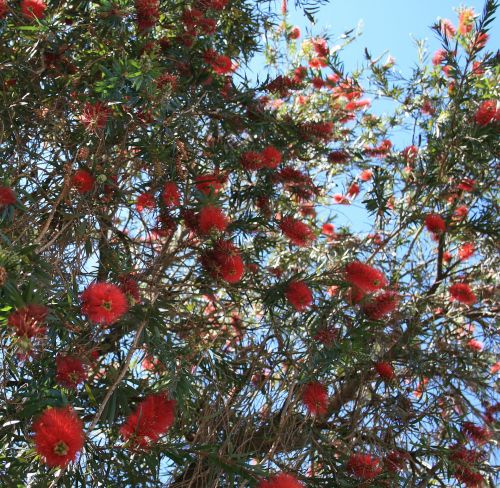 Bottlebrush Flowers On Tree